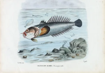 Atlantische Sterrenkijker, 1863-79